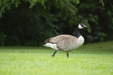 Canadian gosling stands on lush grass surrounded by natural beauty. Wildlife