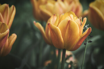Bright yellow tulips with red accents bloom in full splendor in the garden.