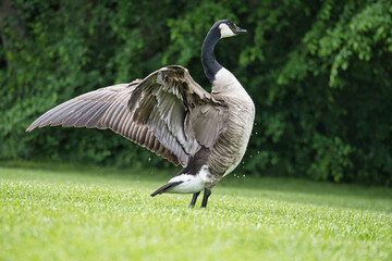 Canada goose majestically spreads its wings on a meadow, surrounded by trees.