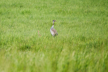Obraz premium A crane family with young stands in a green field surrounded by tall grass.