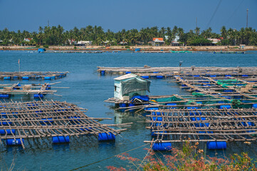 Shrimp and fish farming farm with fishing cages and nets on water in sea bay in Vietnam in Asia in summer. Aerial top view