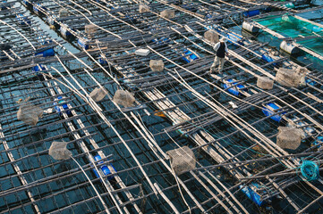 Shrimp and fish farming farm with fishing cages and nets on the water in sea bay in Vietnam in Asia