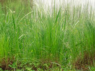 Long green grasses and horsetails grow densely along the riverbank, the soft light highlighting the...