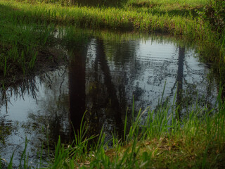A tranquil pond reflects tree trunks in the soft sunlight, surrounded by lush green grass and forest vegetation. A peaceful, natural environment.