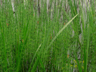 Obraz premium Close-up of bright green reeds and bulrushes growing densely along the water's edge. Some small yellow flowers visible. Natural and lush with space for text.
