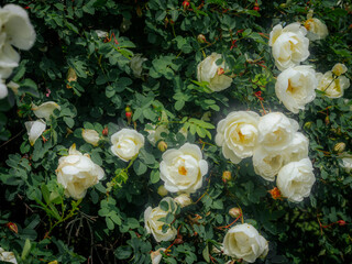 A fully bloomed white rose with a soft yellow center surrounded by rose buds and green leaves, softly lit with a naturally blurred background.