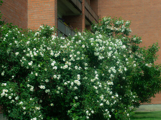 A cluster of white roses in full bloom with dense green foliage and scattered rose buds, bathed in soft sunlight. A natural garden scene with no visible background.