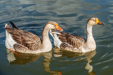 Fototapeta premium pair of wild geese swimming in the lake on a summer day