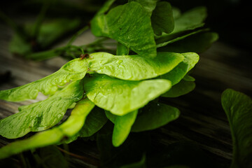 A close-up of a cluster of fresh green maple seeds with stems and veins visible against a soft, blurred background. Natural lighting highlights the texture.