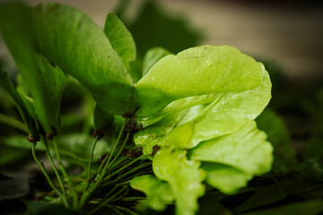 A close-up of a cluster of fresh green maple seeds with stems and veins visible against a soft, blurred background. Natural lighting highlights the texture.