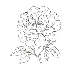 Elegant Line Art Illustration of a Blooming Peony Flower