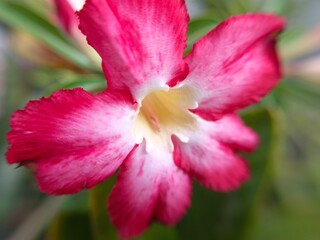 pink flower closeup