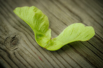 A close-up of a single fresh, green maple acorn (winged seed) resting on weathered wood with...