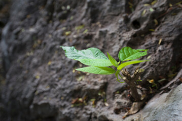 A young green plant growing from a crack in the rock. The concept of environmental protection.
