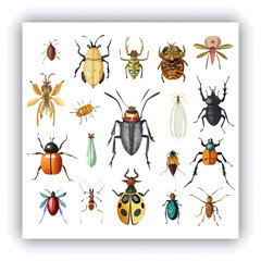 Set of insect illustrations, butterfly, caterpillar, cricket, ant, rhinoceros beetle, stag beetle, ladybug, cockchafer, realistic in 3d style.