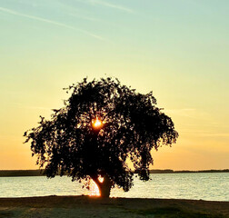 Tree silhouetted against sunset sky by water, with sun peeking through branches. Coast.