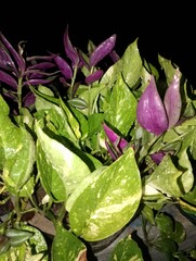 purple cabbage