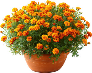 Orange marigold flower green leaf terracotta pot isolated on transparency background blooming vibrant garden plant cheerful decorative nature