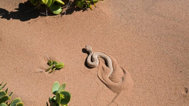 Peringuey adder buries itself in the sand, viper, Bitis preinguey, Peringuey desert adder, desert sidewinding adder, Namibia,  southern Angola, desert, sand, dry, Namib desert