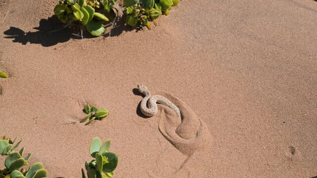 Peringuey adder buries itself in the sand, viper, Bitis preinguey, Peringuey desert adder, desert sidewinding adder, Namibia,  southern Angola, desert, sand, dry, Namib desert, zoom