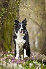 Spring portrait of dog in nature. He is so cute in the nature. He has so lovely face