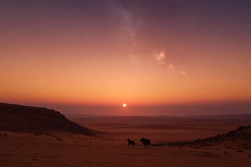 Obraz premium Wolf howling under the full moon in a desert landscape at night