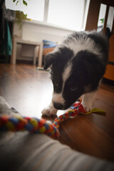 Puppy of border collie in new home. He is so confident, little bit scary. Fluffy puppy. New puppy...