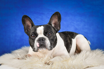 French Bulldog Posing on Faux Fur with Blue Background. A black and white French Bulldog with...
