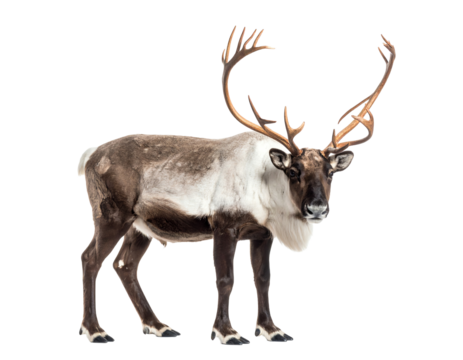 A majestic reindeer with impressive antlers.