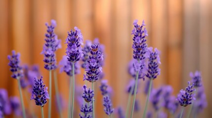Fototapeta premium Lavender plants growing in serene garden with blurred background