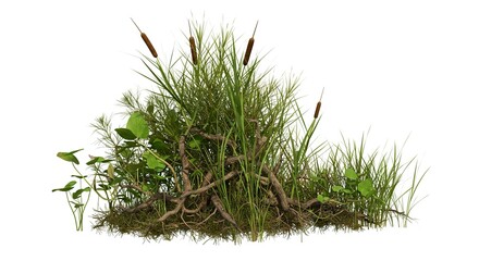Vegetation patch features cattails grass leafy plants  roots in a detailed naturalistic cluster isolated on a white backdrop