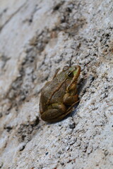 frog on the stone