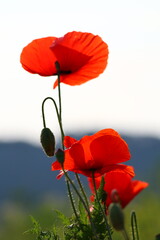 red poppy flower