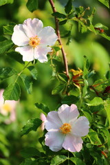 apple tree blossom