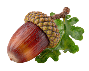 Acorn oak leaf nut seed brown green isolated natural botanical autumn. Acorn with textured cap and vibrant oak leaf isolated on transparency background showcasing natural autumn botanical detail