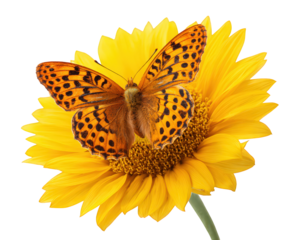 Butterfly sunflower yellow orange insect flower nature isolated closeup summer vibrant butterfly resting on bright yellow sunflower detailed wings natural beauty cheerful mood