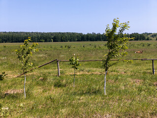 A field with three trees in the middle of it