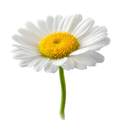 Fototapeta premium A single white daisy flower with a yellow center isolated on transparent background a beautiful bloom