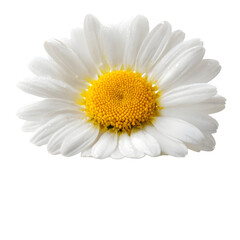 Dewy white daisy flower blossom isolated on transparent background nature beauty floral photography