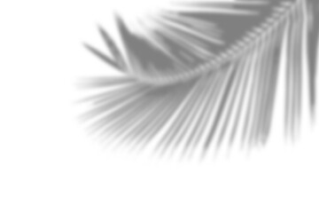 Shadow of palm leaf isolated on transparent 
