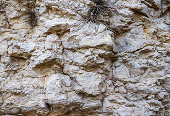 soil section in nature, perfect species and structure of various origins