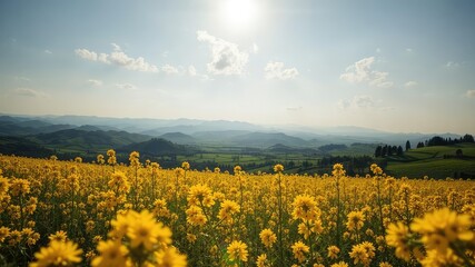 Obraz premium Golden Rapeseed Field Extends to Horizon