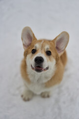 An adorable corgi is sitting in the snow, showcasing its playful spirit and bright, joyful expression