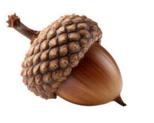 Acorn nut brown isolated white object seed autumn natural closeup detailed textured single food botanical oak organic healthy raw ingredient forest wildlife fall harvest shell hard round smooth