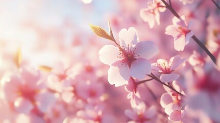 Obraz premium Blossoming Dreams A delicate cherry blossom unfolds in the gentle morning sunlight in soft focus