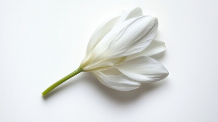 Obraz premium Snowdrop petal against white background
