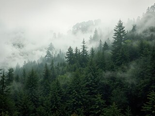 Misty Evergreen Forest: A Serene and Mysterious Scene