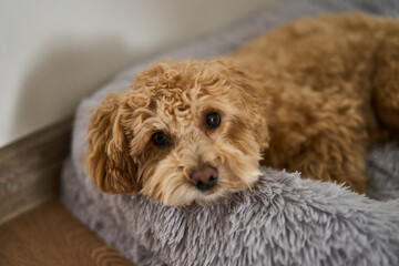 A cute little puppy, with its soft and curly fur, is peacefully resting on a warm, cozy soft bed that is comforting