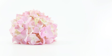 fiore di ortensia, hydrange, rosa pastello su sfondo bianco