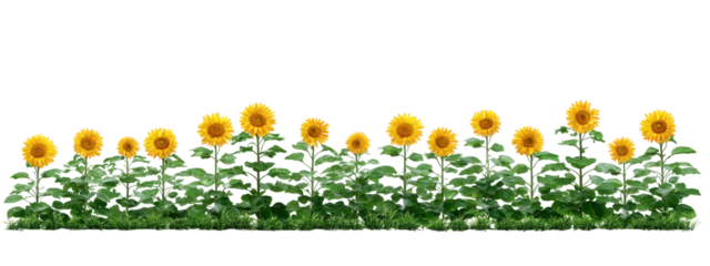 Row of vibrant sunflower with green leaf isolated on transparency background, cheerful summer floral border, nature garden decoration, bright yellow petal, realistic plant illustration
